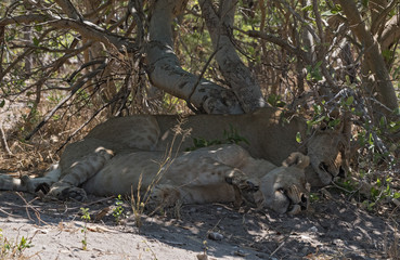 Sleeping young lion at the roadside in Chobe National Park, Botswana
