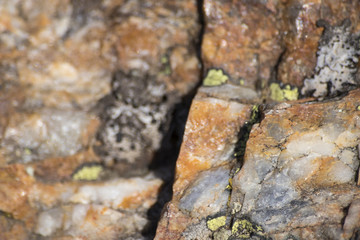 Beautiful detailed orange rock full of lichens and veins