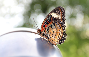 Obraz na płótnie Canvas normal tiger beautiful butterfly on motorcycle bike Speedometer