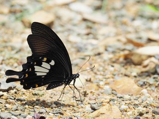 Butterfly on the ground Blurred view of natural background