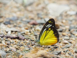 Butterfly on the ground Blurred view of natural background