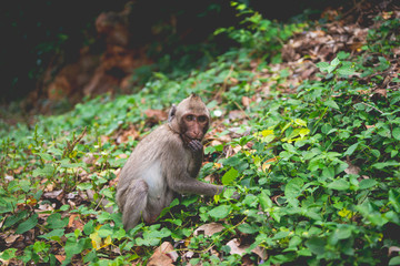 Naklejka na ściany i meble Monkey in the forest