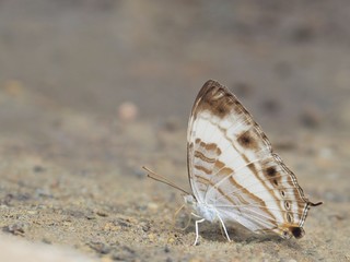 Butterfly on the ground Blurred view of natural background