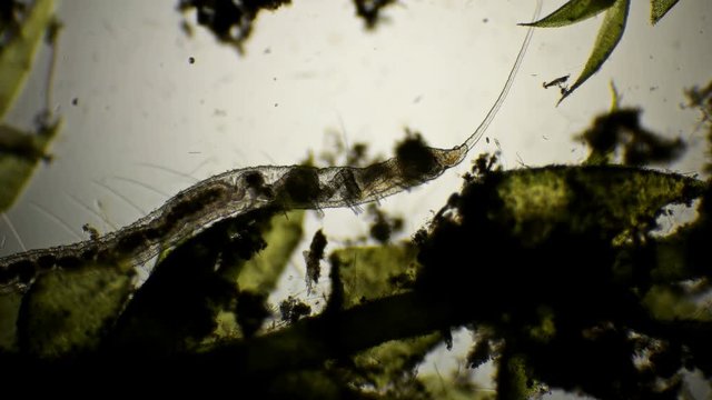 worm of the family Naididae, Pristina longiseta under the microscope