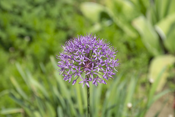 Beautiful flowers on green meadow 