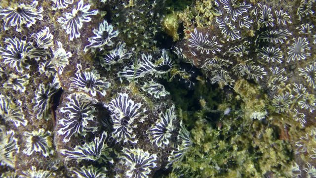 Golden Star Tunicate (Botryllus schlosseri) on the seabed, close-up.