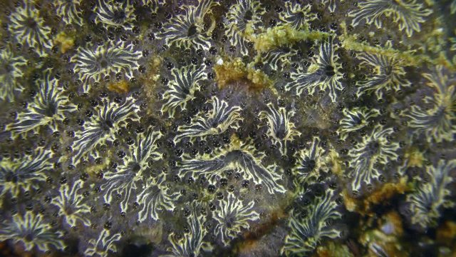 Golden Star Tunicate (Botryllus schlosseri) on the seabed, close-up.
