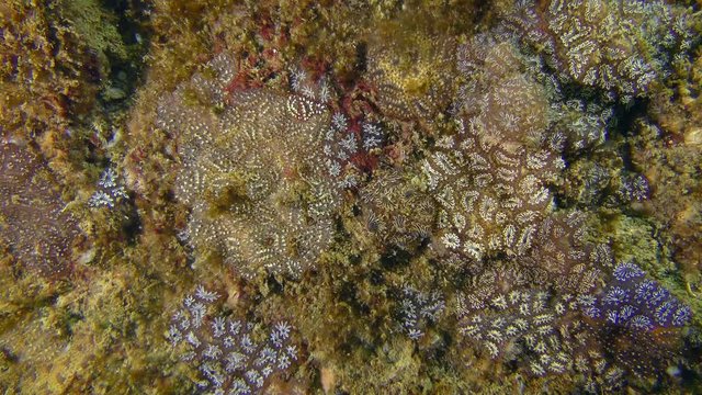 Golden Star Tunicate (Botryllus schlosseri) of different colors forms something like a geographical map on the seabed.