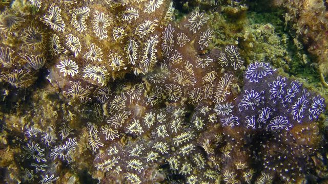 Golden Star Tunicate (Botryllus schlosseri) of different colors forms something like a geographical map on the seabed, medium shot.