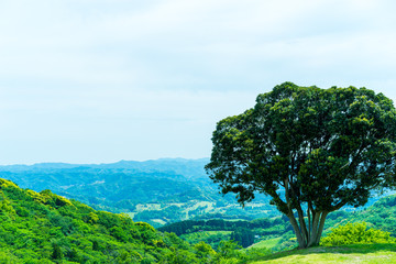 Fototapeta premium Environment Concept. Beautiful view of rural landscape with tree, mountain, grass