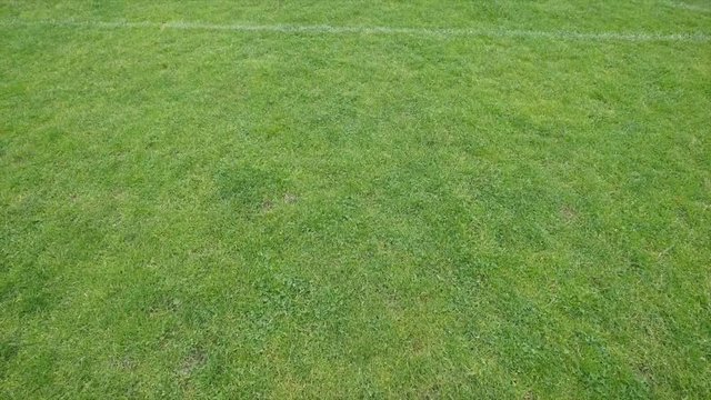 Green meadow grass field for football