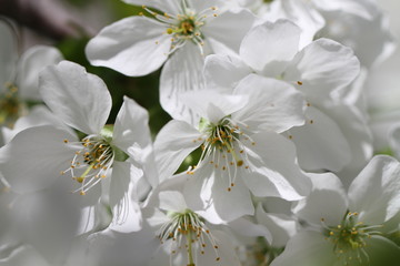 cherry in blossom