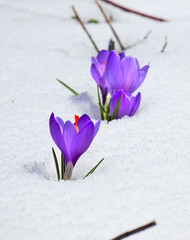 Fototapeta na wymiar Purple crocuses emerging from fresh snow