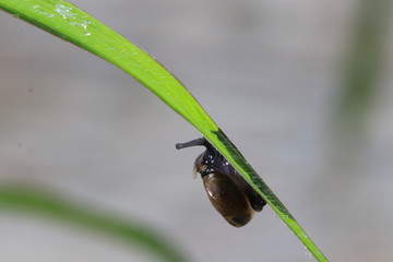 Close up the small brown snail under grass leaf and grey background