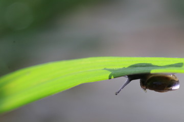 Close up the small brown snail under grass leaf and grey background