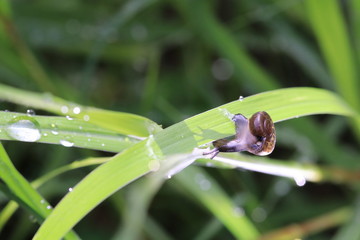 Close up the small brown snail on grass leaf and grey background