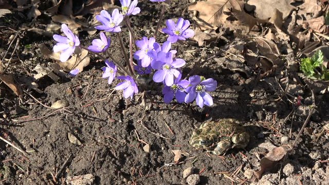European green toad Bufo viridis in  spring near blossoming hepatica flowers 

