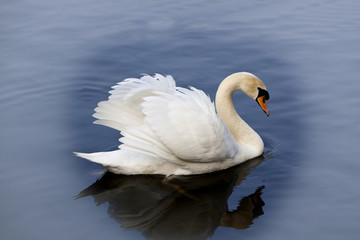 White swan on lake. opening wings. Mist, side view