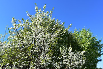 May, a cherry tree blossoms, against a blue sky background