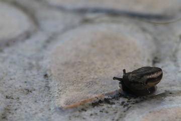 Close up the small brown snail on the ground and grey background