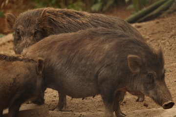 イノシシの家族