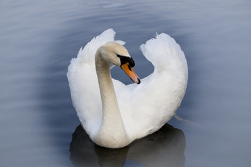 Obraz premium White swan on lake. Mist, front view