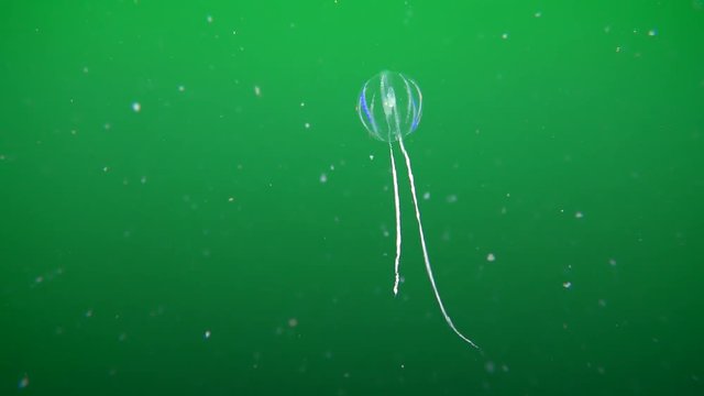 Ctenophora Sea gooseberry (Pleurobrachia pileus) floats against the background of a greenish water column, then leaves the frame.