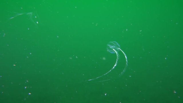 Jellyfish Sea gooseberry (Pleurobrachia pileus) spreads the hunting tentacles in the water column rich in plankton.