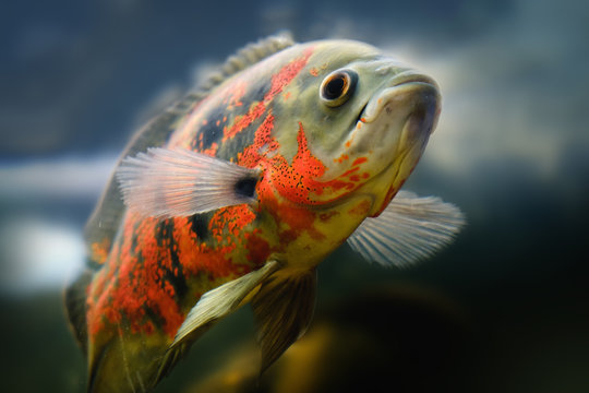 Oscar fish Astronotus ocellatus swimming underwater