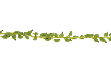 tree poplar seeds on white background