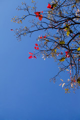 Colorful flowers on tree in the natural park.