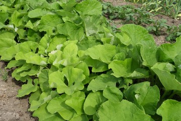 ゴボウ栽培,畑の牛蒡 