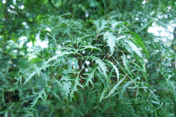 Polyscias fruticosa or ming aralia green shrub