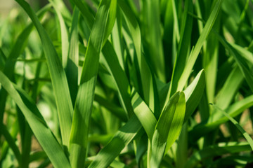 Green Leaves background