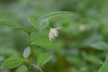 Obraz premium チゴユリ