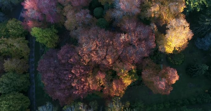 Lush bright foliage of leaf trees in Mount Wilson town of Blue Mountains during autumn falling season in aerial overhead view.
