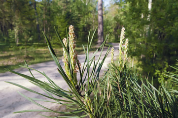 Ветка сосны © sores