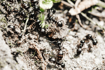 Big ants inside the nest, ant workers in colony, macro close-up