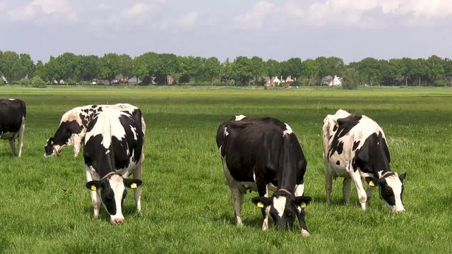 Black and White Cows grazing in meadow grassland in the Netherlands, 4K 50fps