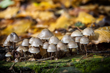 close-up mushrooms in woods