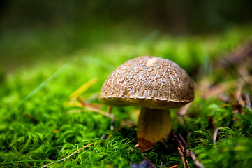 beatiful boletus in woods
