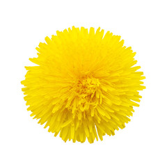 head of dandelion isolated on white. yellow flowers