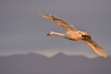 Cygnus columbianus in Japan