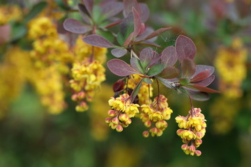 flowering yellow flowers in clusters
