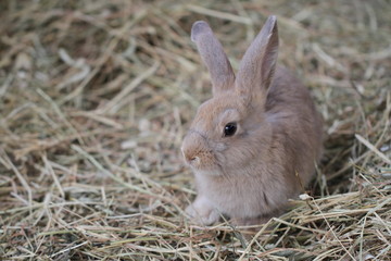 Naklejka na ściany i meble brown rabbit on the hay