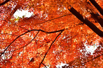 Autumnal tints in Japan