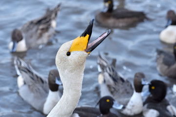Cygnus columbianus in Japan	