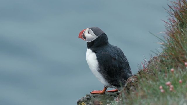 puffins in Iceland