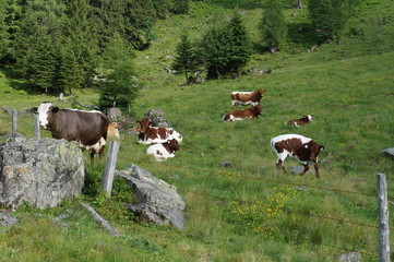 Fototapeta na wymiar Kuhherde in den Alpen