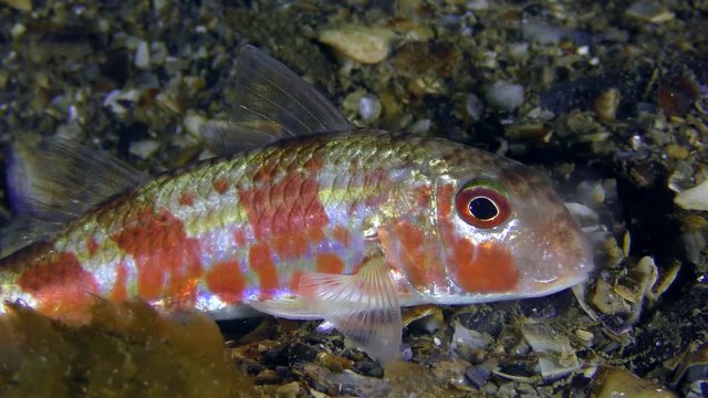 Red mullet (Mullus barbatus): red night-time, close-up.